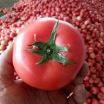【5斤装】现摘沙瓤自然熟西红柿番茄新鲜水果儿童绿色蔬菜柿子【徐闻美食】