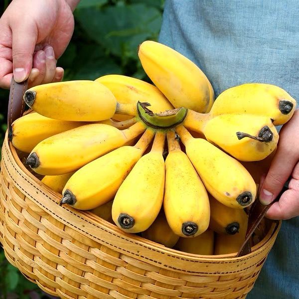 大牛哥 广西小米蕉9斤当季新鲜水果整箱小香蕉农家自种【徐闻美食】
