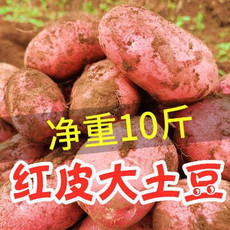 【10斤】云南土豆新鲜现挖红皮黄心土豆批发老品种马铃薯洋芋蔬菜【徐闻美食】