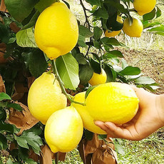 【5斤装】四川安岳黄柠檬新鲜水果柠檬大果孕妇水果应季水果【徐闻美食】