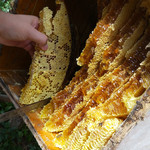 仰天堂 池州土蜂蜜高山木桶中华蜂蜜   500g