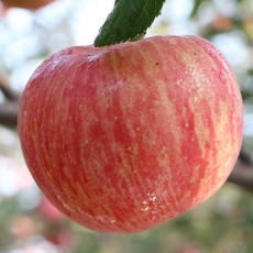 红富士苹果 脆甜苹果 新鲜水果 脆甜多汁苹果 不打蜡红富士  多规格可选