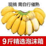 大牛哥 广西小米蕉9斤当季新鲜水果包邮5斤3小香蕉皇帝焦9斤【大均良品】