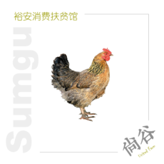 sumgu 【六安邮政 助农扶贫】  真正农场 2年生母鸡 肉质紧实汤味鲜美