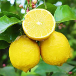 大牛哥  新鲜安岳柠檬新鲜水果黄柠檬孕妇水果应季水果柠檬包邮【大均良品】